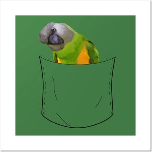 Peeking Pocket Pet - Senegal Parrot Posters and Art